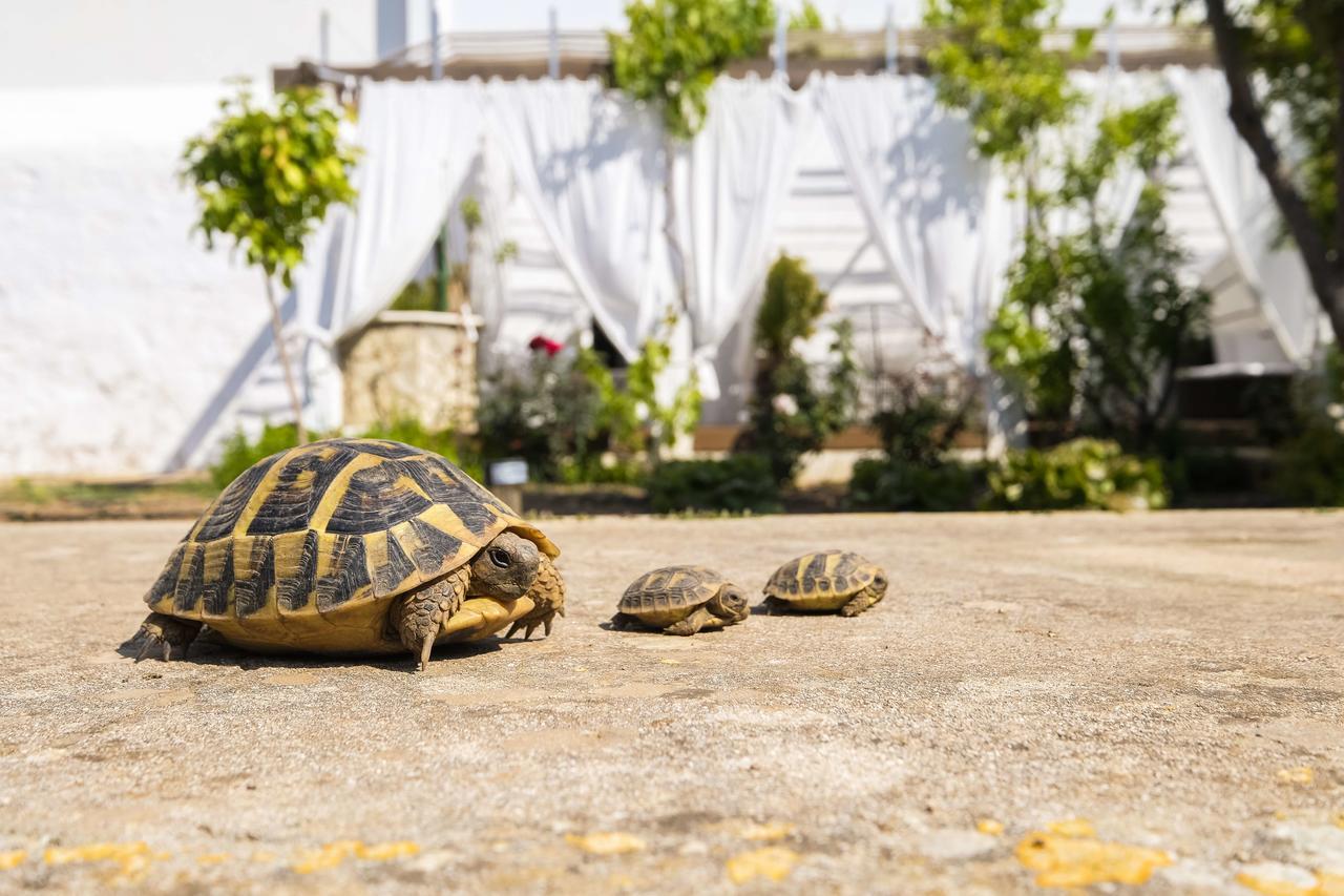 Hotel Abril 37 ثيوداديلا المظهر الخارجي الصورة