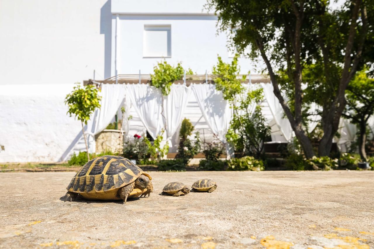 Hotel Abril 37 ثيوداديلا المظهر الخارجي الصورة